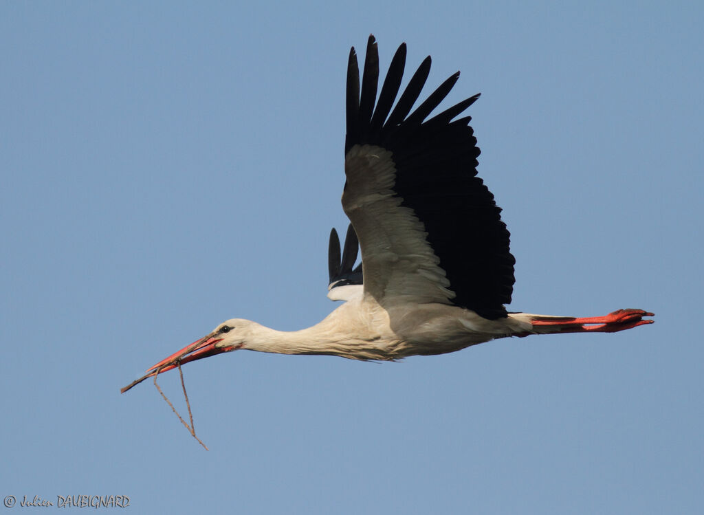 Cigogne blanche, Vol