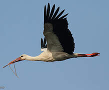 White Stork