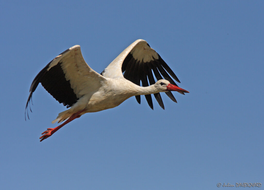 White Stork, Flight