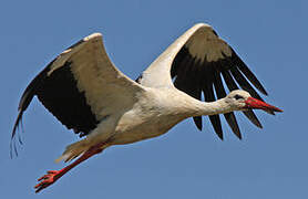 White Stork