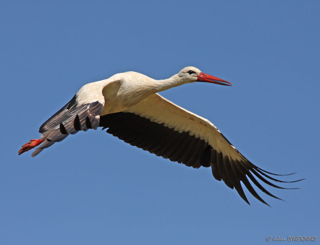 White Stork, Flight