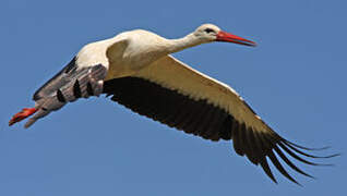 White Stork