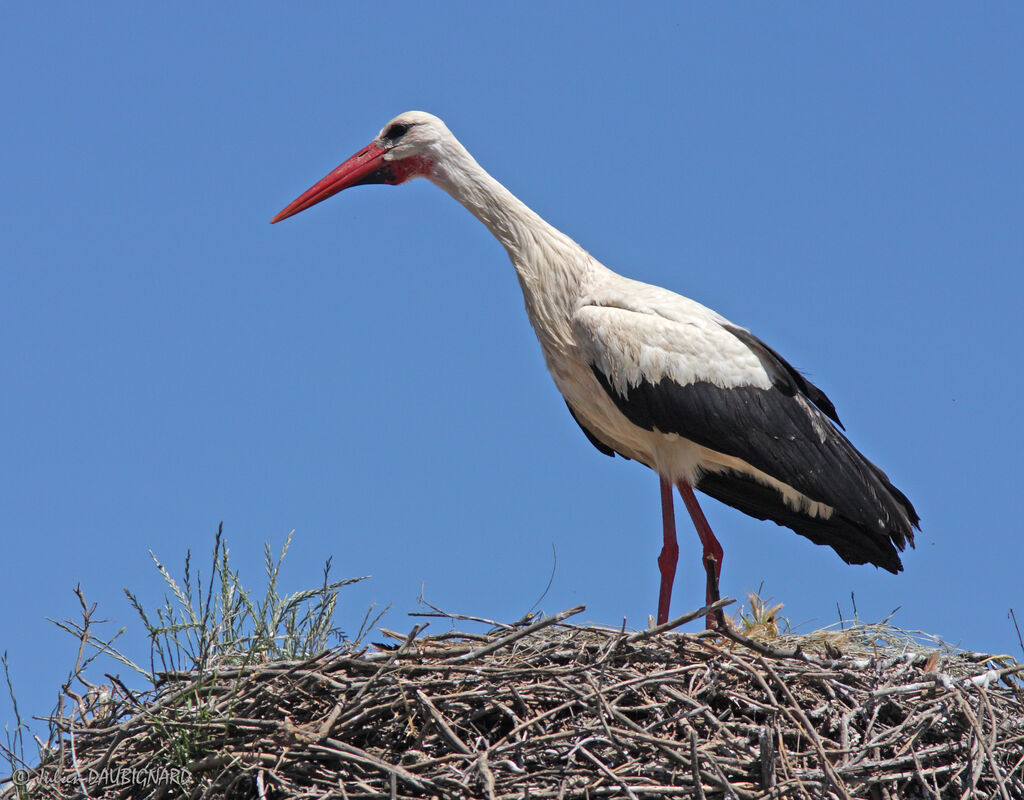 Cigogne blanche, Nidification