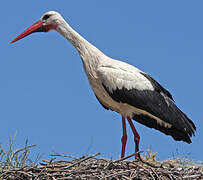 Cigogne blanche