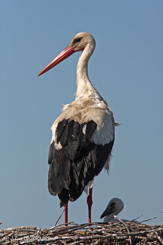 White Stork, Reproduction-nesting