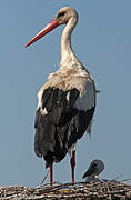 Cigogne blanche