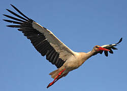 White Stork