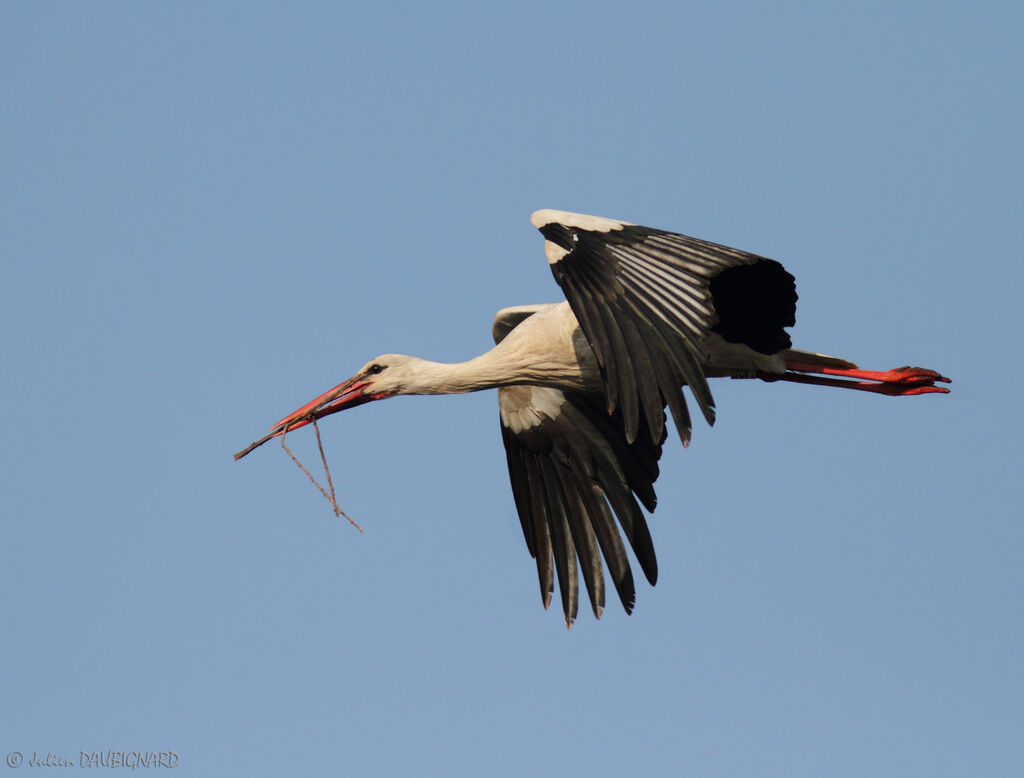 White Stork, Flight