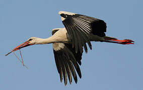 White Stork