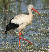 White Stork