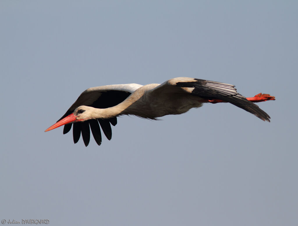 White Stork, Flight