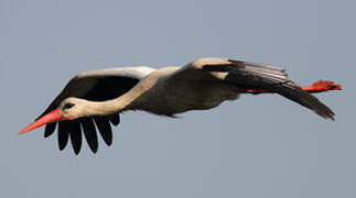 White Stork