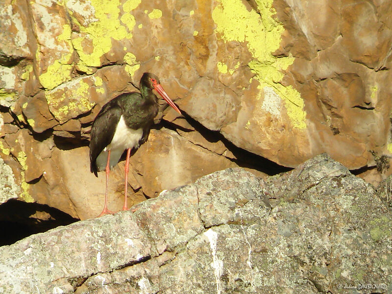Black Stork, identification