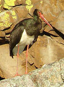 Black Stork