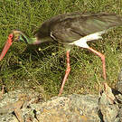 Cigogne noire