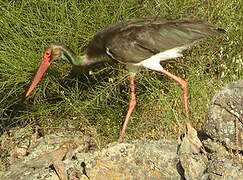 Black Stork