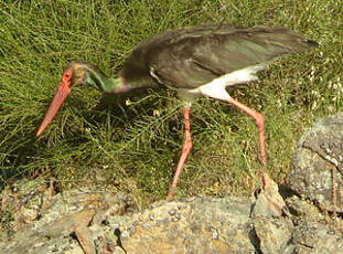 Cigogne noire