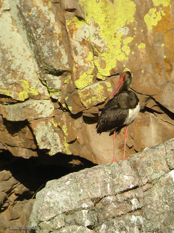 Black Stork, identification