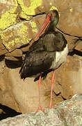 Black Stork