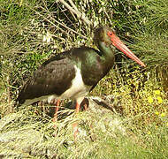 Black Stork