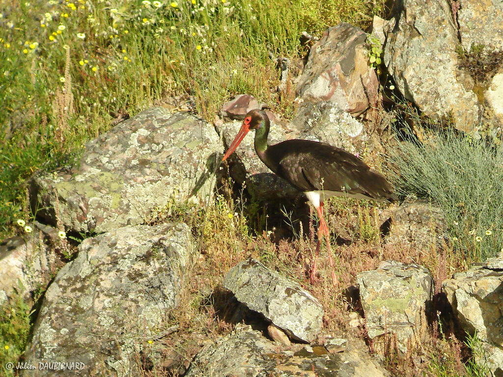 Cigogne noire, identification