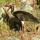 Cigogne noire