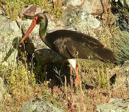 Cigogne noire