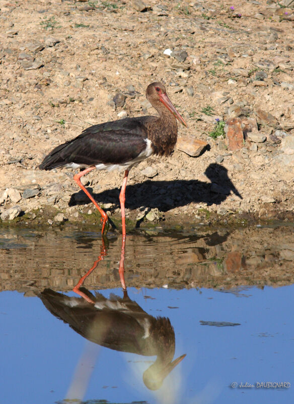 Black Stork, identification