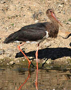 Black Stork