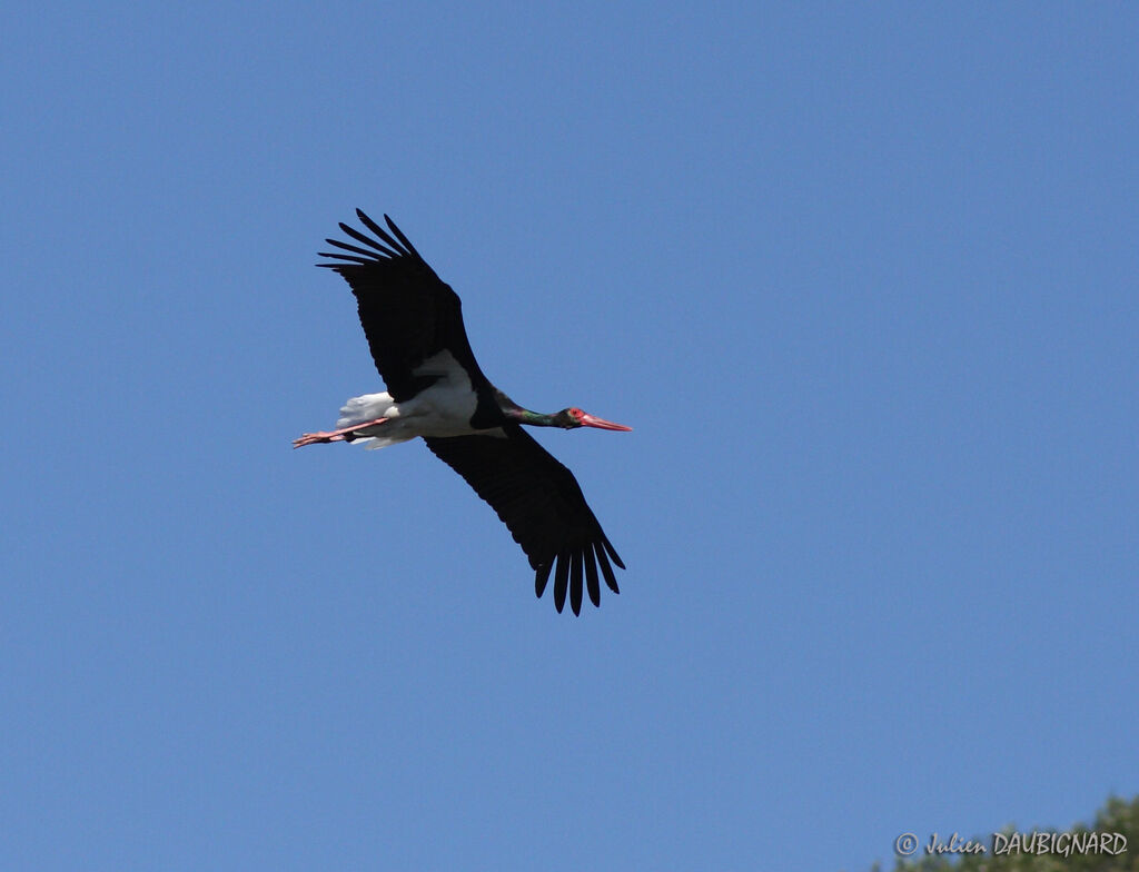 Cigogne noireadulte, Vol