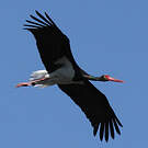 Cigogne noire