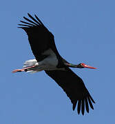 Black Stork