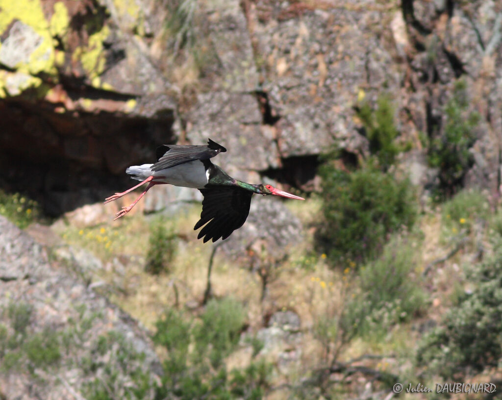 Black Storkadult, Flight