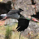Cigogne noire