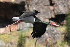 Black Stork