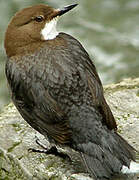 White-throated Dipper