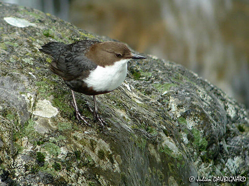 White-throated Dipper