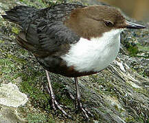 White-throated Dipper