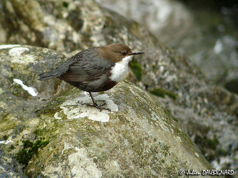 White-throated Dipper