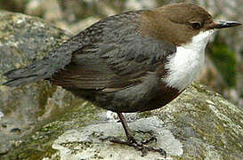 White-throated Dipper