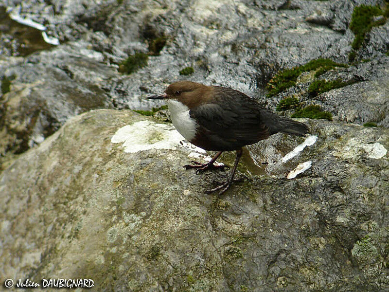 White-throated Dipper