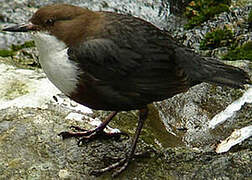 White-throated Dipper