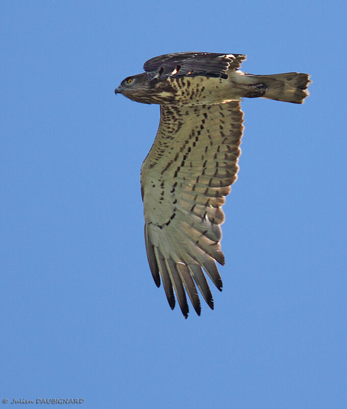 Short-toed Snake Eagle, Flight