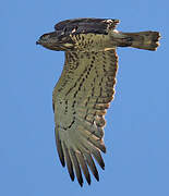 Short-toed Snake Eagle