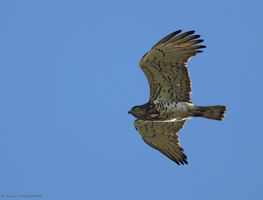 Short-toed Snake Eagle, Flight