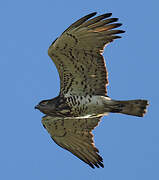 Short-toed Snake Eagle