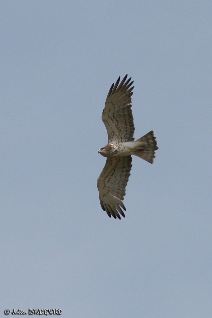 Short-toed Snake Eagle, Flight