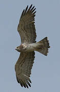 Short-toed Snake Eagle