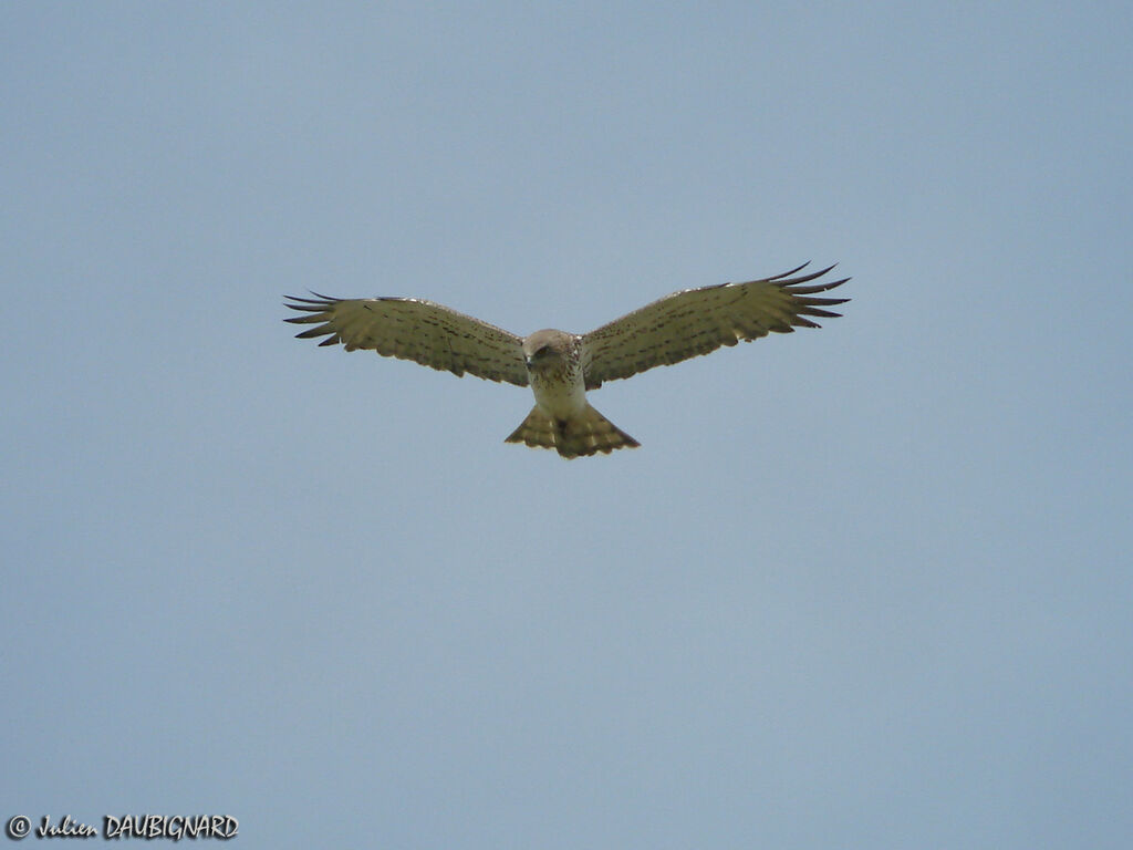 Short-toed Snake Eagle, Flight