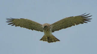 Short-toed Snake Eagle